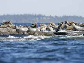 Grey Seals in Sweden
