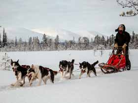 Dogsled Tours in Finland