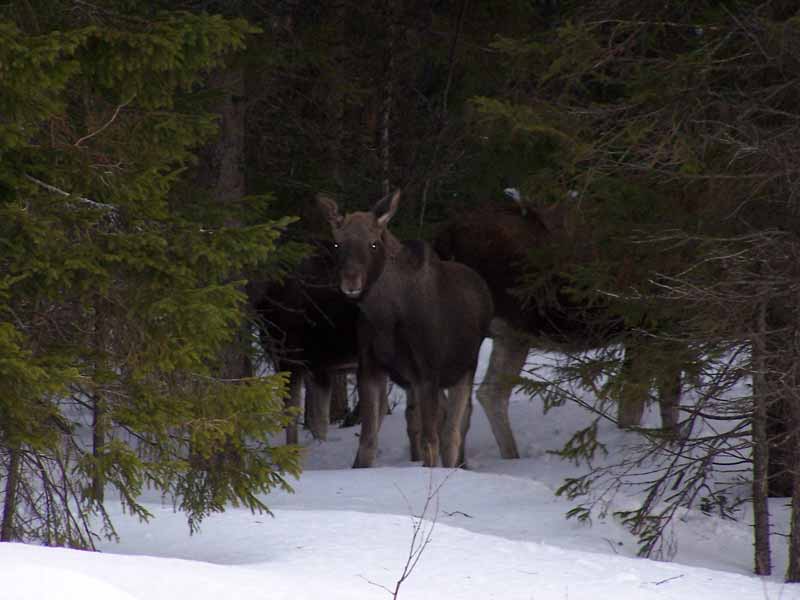 Seeing moose while driving in Sweden