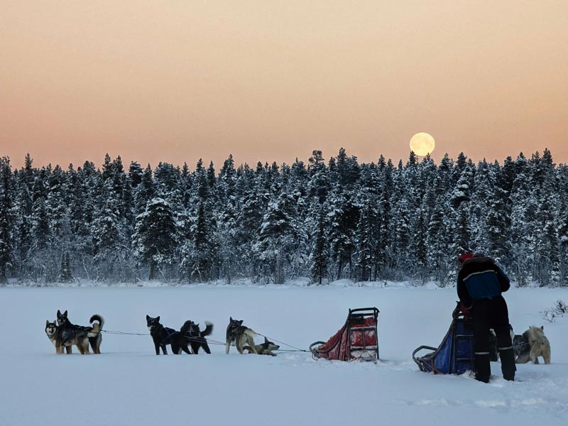 Northern Lights Dog Sledding in Lapland