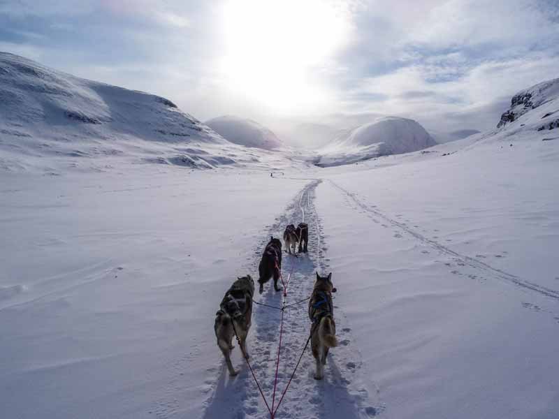 The speed of a dogsled will vary depending on terrain and snow consistency