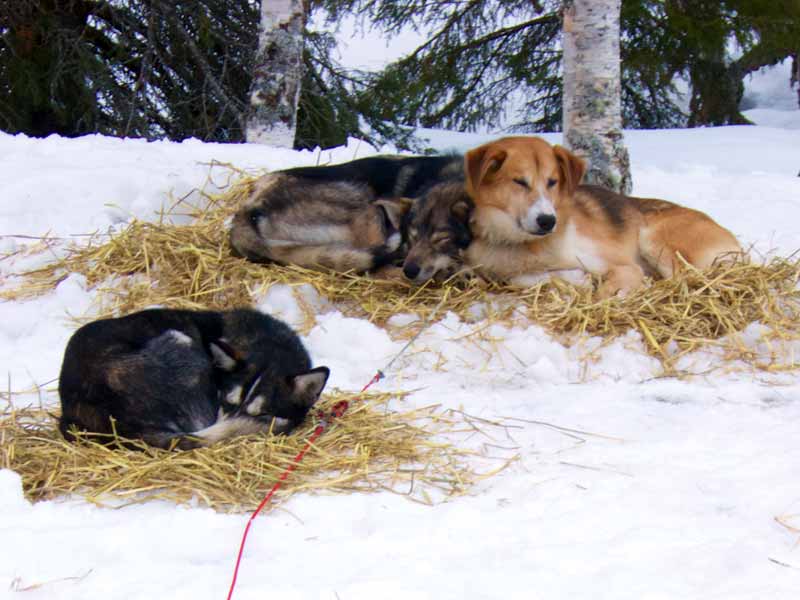When the day's sledding is over, it's time to take care of the dogs