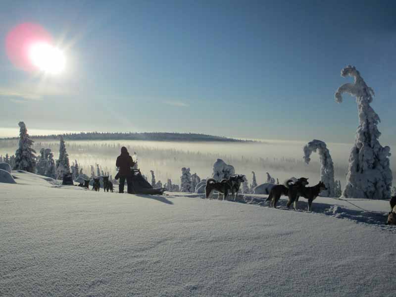 Wilderness Dogsled Adventure in Vindelfjällen