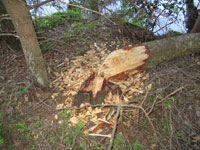 A tree felled by a beaver.