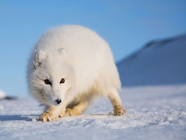 The arctic fox. Photo: Asgeir Helgestad/Artic Light AS/visitnorway.com
