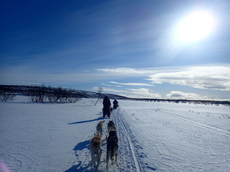 Dog Sledding On the Finnmark Plateau. Photo: Nature Travels.