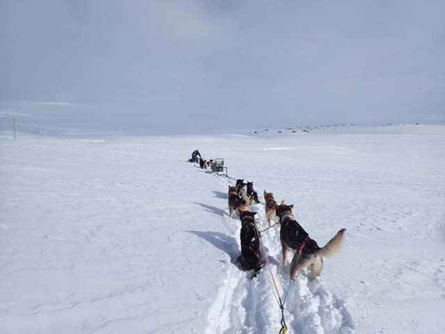 In the absence of a trail, sometimes the dogs need a bit of help knowing where to go!