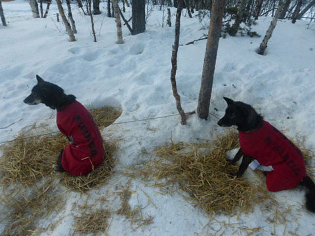 Reiker and Grizzly in their coats.