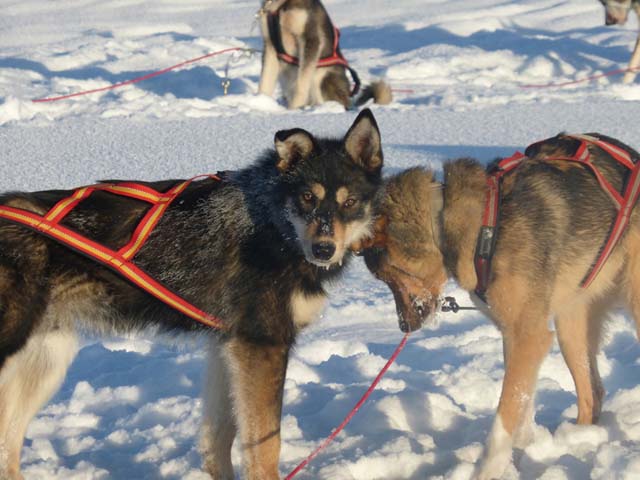 It's the dogs themselves that make dog sledding such a wonderful experience.