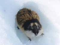 Lemming in the snow.