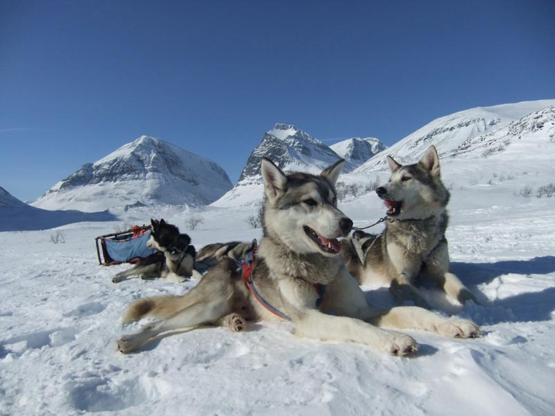 Dog sledding in Sweden, Finland and Norway. Photo: Nature Travels.