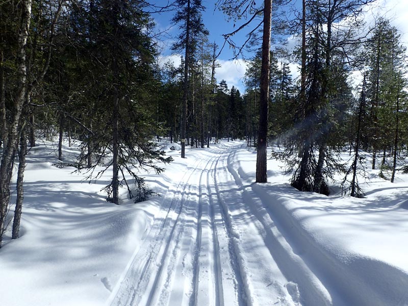 Trees, Tracks and Trails - 100km on Cross Country Skis through the Wilderness of North-East Finland. Photo: Nature Travels.