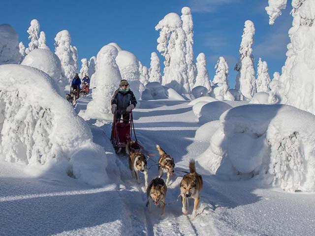 Polar Lights Husky Sledding in Finnish Lapland.