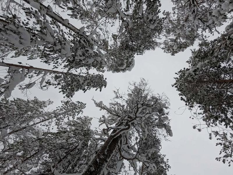 The Variety and Beauty of Snowshoeing in Finnish Lapland. Photo: Christine Hogben.