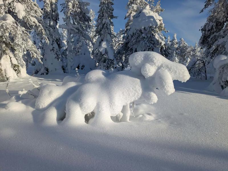 The Variety and Beauty of Snowshoeing in Finnish Lapland. Photo: Christine Hogben.