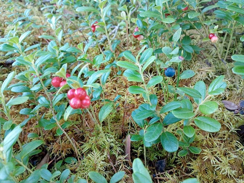 Canoeing and Wild Camping on the Svartälven River in Sweden. Photo: Ivan Roulson