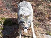 Wolves in Sweden - Back from the Brink. Photo: Nature Travels