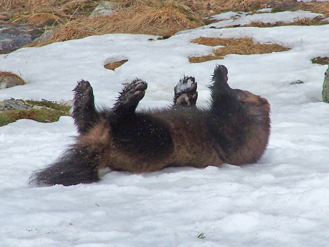 Wolverines in Sweden - a predator on the edge - Nature Travels Blog