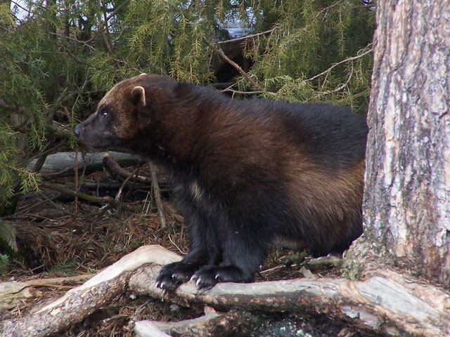 Wolverines in Sweden - a predator on the edge - Nature Travels Blog