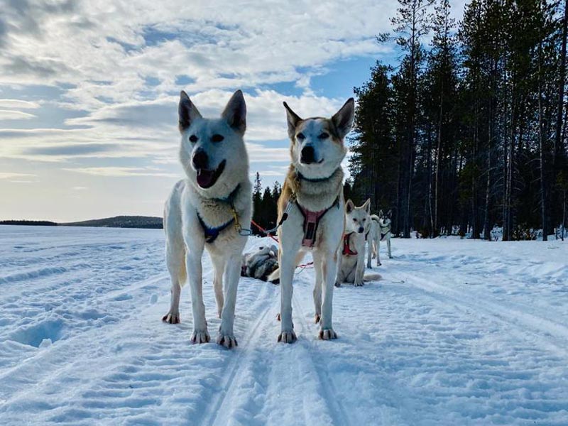 Dog Sledding