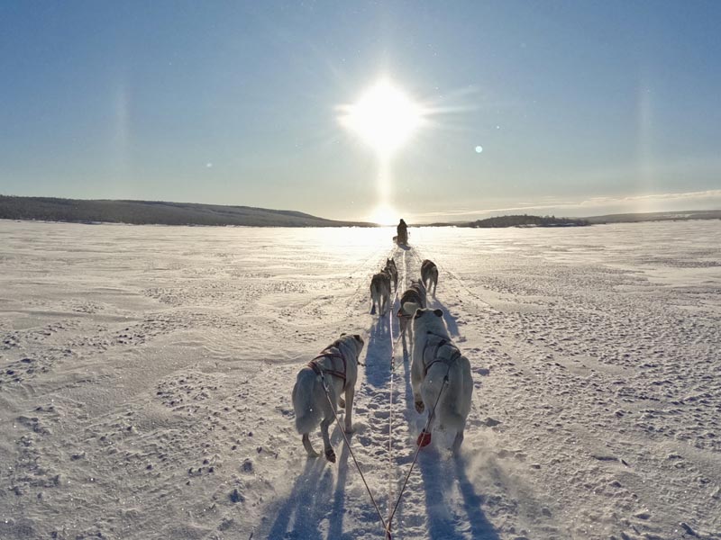 Dog Sledding