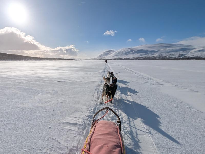 Dog Sledding