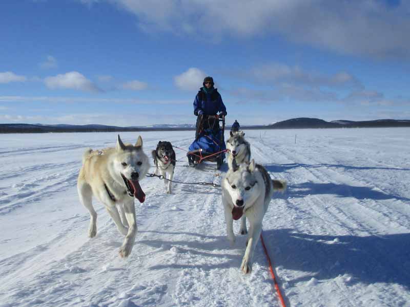 Northern Lights Dog Sledding in Lapland Nature Travels
