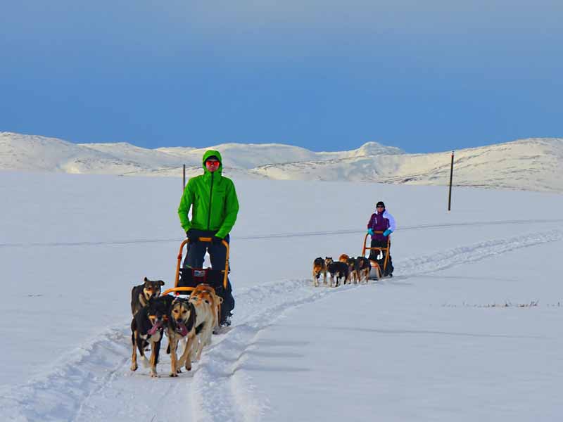 Go Dog Sledding in Trøndelag Central Norway Nature Travels
