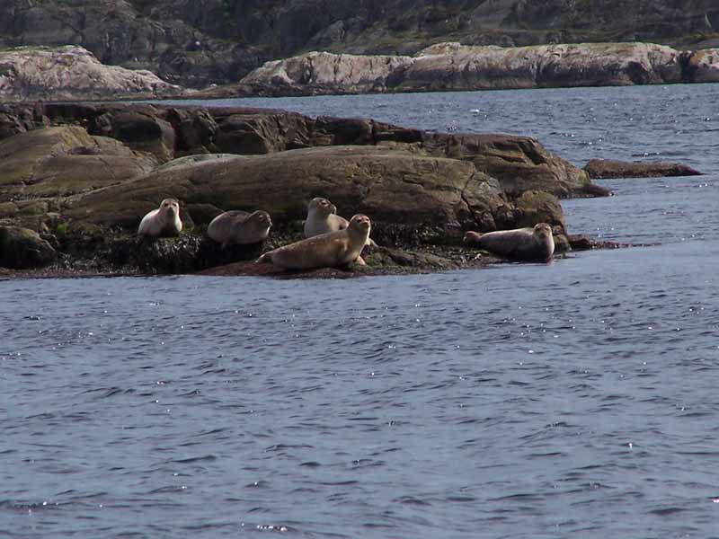 Wildlife in Norway