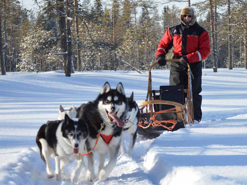 Dog Sledding in Finland