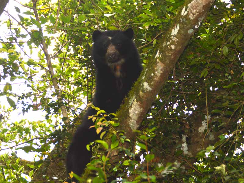 The Andean or Spectacled Bear