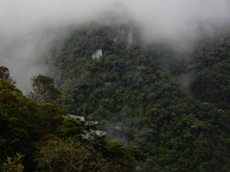 Cloud cover in the Neblina reserve, Ecuador