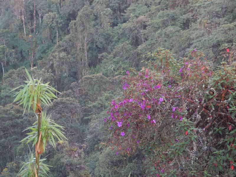 Tibouchina lepidota tree in flower in the Neblina reserve, Ecuador