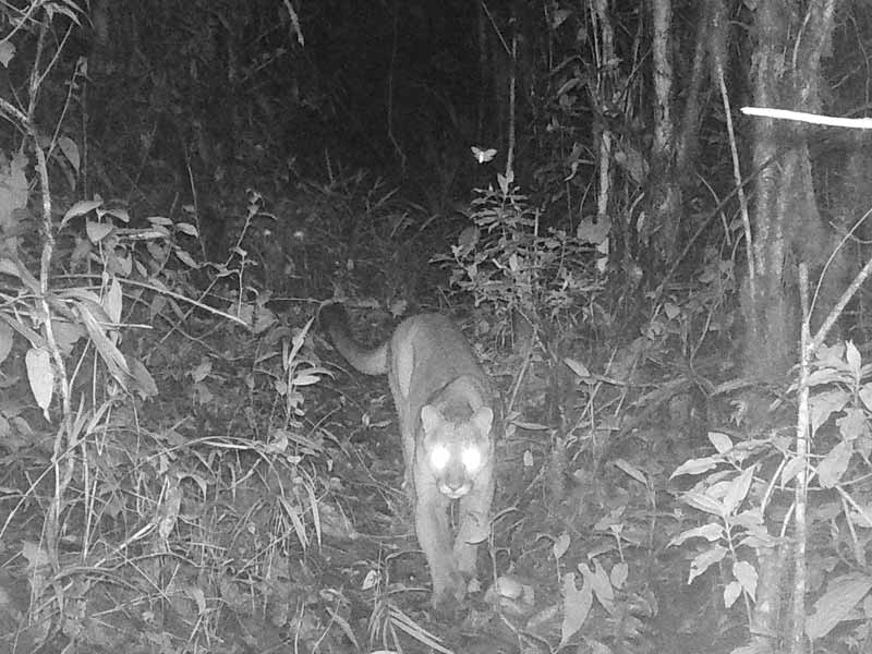Puma caught on camera trap in Neblina reserve, Ecuador