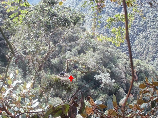 Black-and-chestnut Eagles at the Neblina Reserve, Ecuador