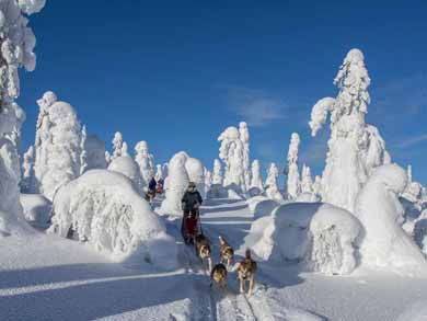 Polar Lights Husky Sledding in Finnish Lapland