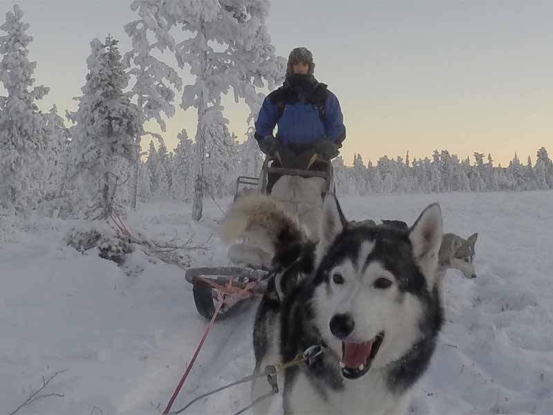 Dog sledding in the forest