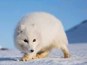 Arctic Fox in Norway