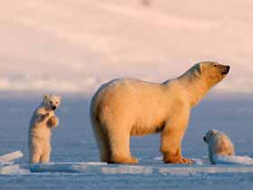 Polar Bears in Norway