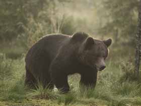 Brown Bears in Sweden
