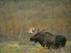 Moose in Sweden