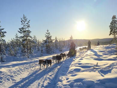 Island Cabin Dogsled Safari in South Lapland