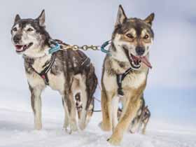 Compare Dogsled Tours in Finland