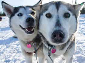 Dogsled Tours in Sweden