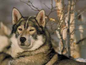 Compare Dogsled Tours in Sweden
