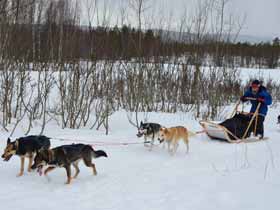 Compare Dogsled Tours in Norway