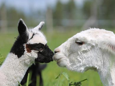 A visit to an Alpaca farm is an option for the week | Photo: AKA