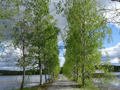 North Karelia offers beautiful rural landscapes ideal for exploring by bike | Photo: AKA