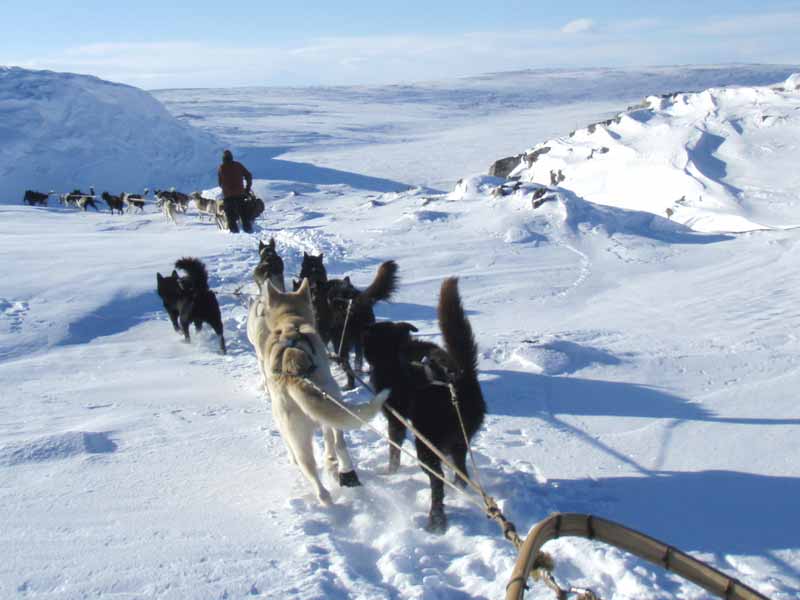 Dog sledding on the Finnmark plateau