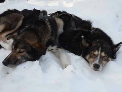 Aurora Husky Adventure in Finnmark | Photo: Matt Wright